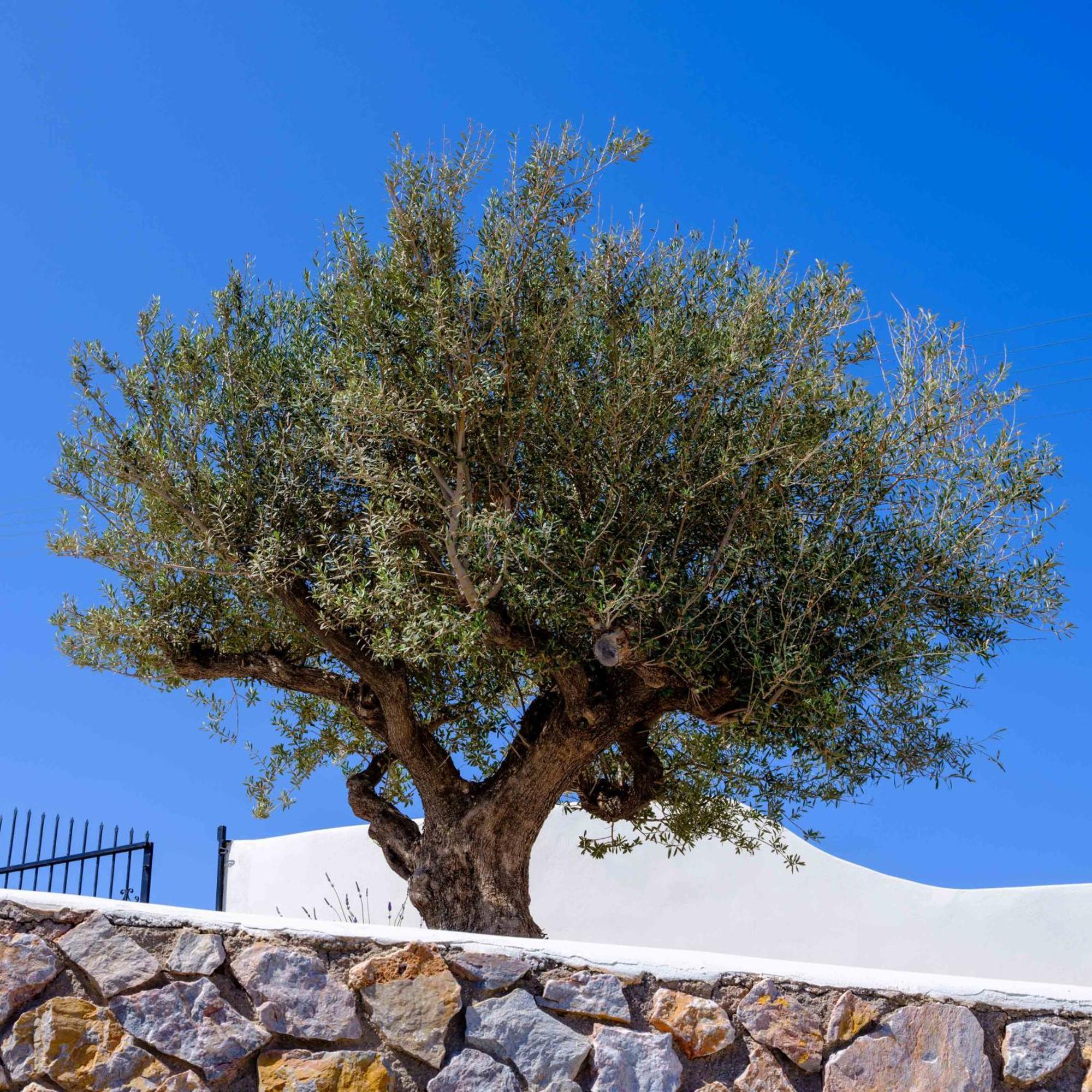 סנטוריני Santorini C Villa מראה חיצוני תמונה